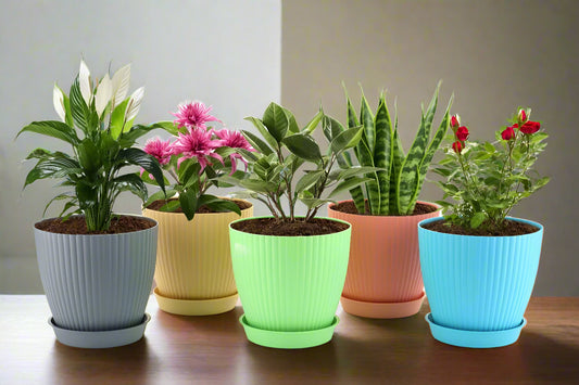 multi coloered flower pot
